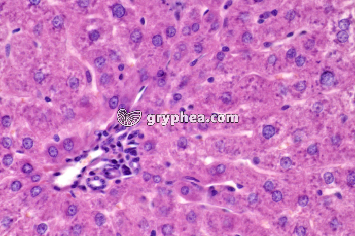 Foie x160 - gryphea.org